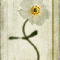 Buy canvas prints of Japanese Anemone by John Edwards