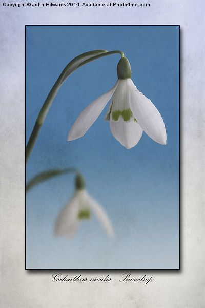 Galanthus nivalis Picture Board by John Edwards