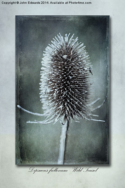 Dipsacus fullonum Picture Board by John Edwards