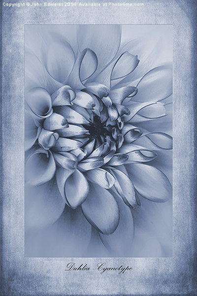 Cyanotype Dahlia Picture Board by John Edwards