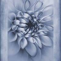 Buy canvas prints of Cyanotype Dahlia by John Edwards