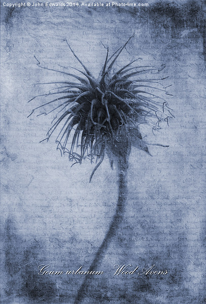 Geum urbanum Cyanotype Picture Board by John Edwards