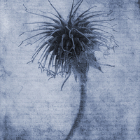 Buy canvas prints of Geum urbanum Cyanotype by John Edwards