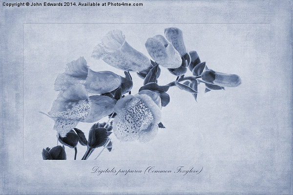 Digitalis purpurea (Common Foxglove) Cyanotype Picture Board by John Edwards