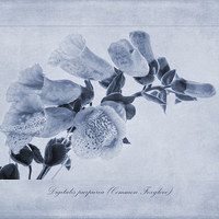 Buy canvas prints of Digitalis purpurea (Common Foxglove) Cyanotype by John Edwards