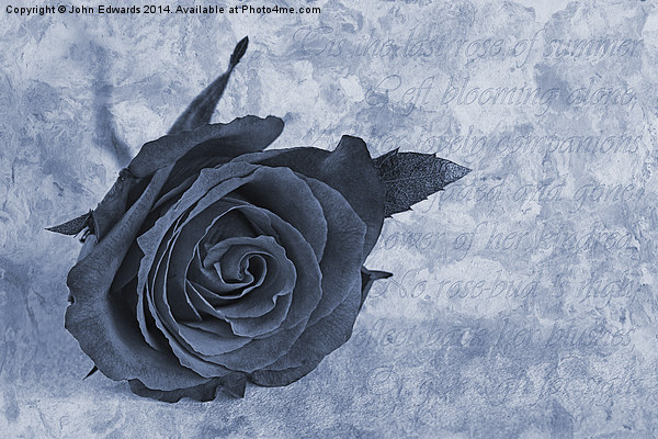 The last rose of summer cyanotype Picture Board by John Edwards