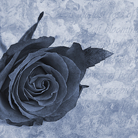 Buy canvas prints of The last rose of summer cyanotype by John Edwards