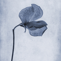 Buy canvas prints of Sweet Pea Cyanotype by John Edwards