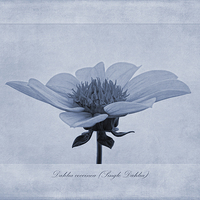 Buy canvas prints of Dahlia coccinea cyanotype by John Edwards