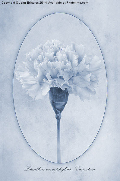 Carnation Cyanotype Picture Board by John Edwards