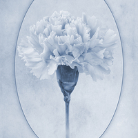 Buy canvas prints of Carnation Cyanotype by John Edwards