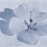 Buy canvas prints of Linen Watercolour Cyanotype by John Edwards