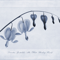 Buy canvas prints of Bleeding Heart Cyanotype by John Edwards