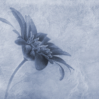 Buy canvas prints of Faded beauty cyanotype by John Edwards