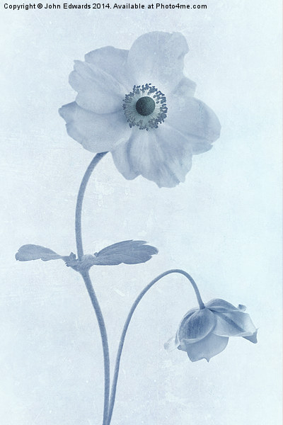 Cyanotype Windflowers Picture Board by John Edwards