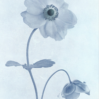 Buy canvas prints of Cyanotype Windflowers by John Edwards