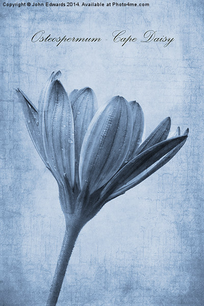 Osteospermum Cyanotype Picture Board by John Edwards