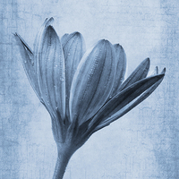 Buy canvas prints of Osteospermum Cyanotype by John Edwards