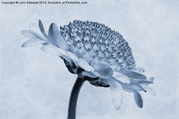 Chrysanthemum Cyanotype Picture Board by John Edwards