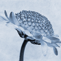 Buy canvas prints of Chrysanthemum Cyanotype by John Edwards