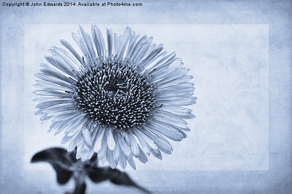 Cyanotype Aster with Textures Picture Board by John Edwards