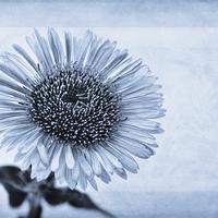 Buy canvas prints of Cyanotype Aster with Textures by John Edwards