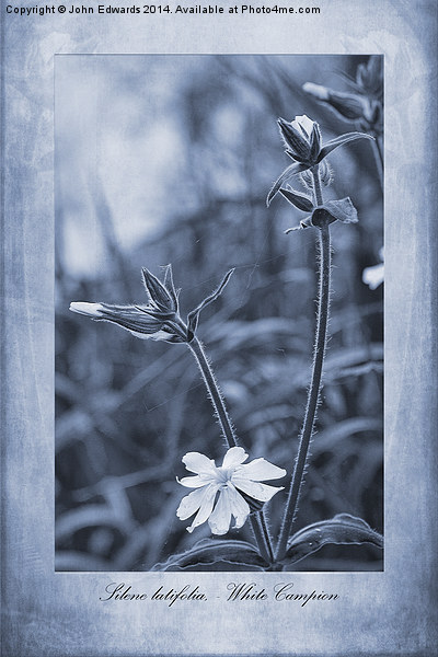 Silene latifolia Cyanotype Picture Board by John Edwards