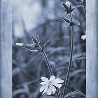 Buy canvas prints of Silene latifolia Cyanotype by John Edwards