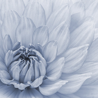 Buy canvas prints of Dahlia in C by John Edwards