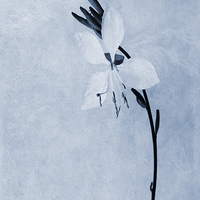Buy canvas prints of Oenothera lindheimeri Cyanotype by John Edwards