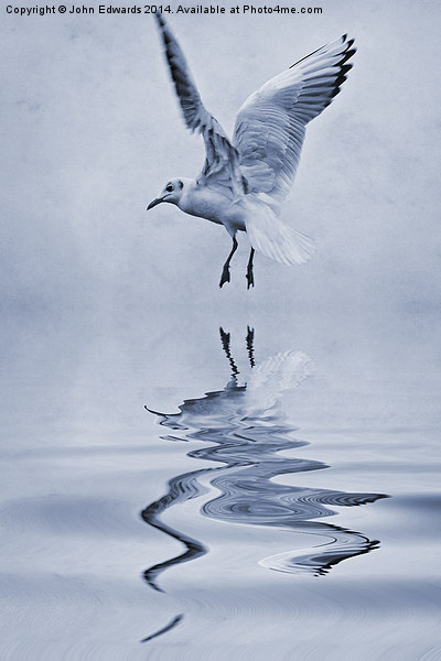 Black-headed gull cyanotype Picture Board by John Edwards