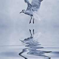 Buy canvas prints of Black-headed gull cyanotype by John Edwards