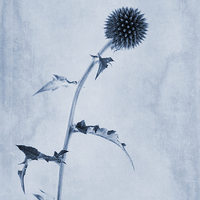 Buy canvas prints of Echinops ritro Veitch's Blue Cyanotype by John Edwards