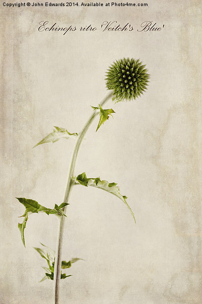 Echinops ritro Veitch's Blue Picture Board by John Edwards