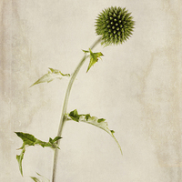 Buy canvas prints of Echinops ritro Veitch's Blue by John Edwards