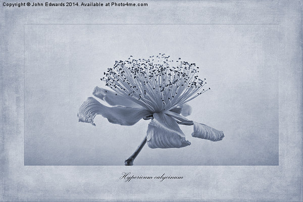 Hypericum calycinum Cyanotype Picture Board by John Edwards