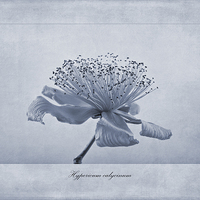 Buy canvas prints of Hypericum calycinum Cyanotype by John Edwards