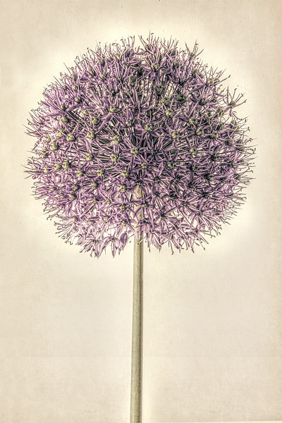 Allium Alone Picture Board by John Edwards
