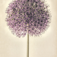 Buy canvas prints of Allium Alone by John Edwards