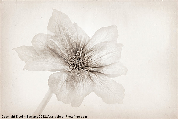 Vellum Clematis Picture Board by John Edwards