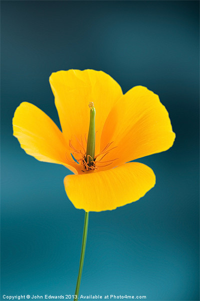Californian Poppy (Eschscholzia californica) Picture Board by John Edwards