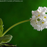 Buy canvas prints of Primula denticulata alba by John Edwards