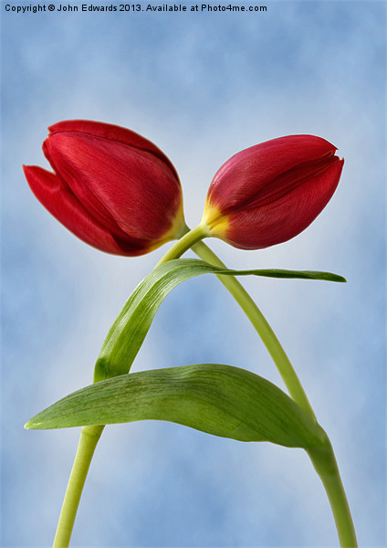 Red Tulips Picture Board by John Edwards