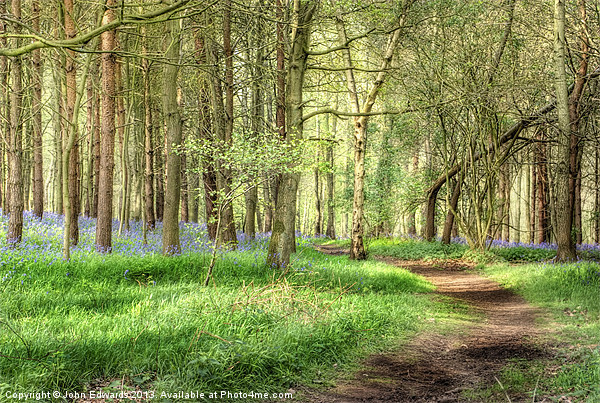 Bluebells at Monks Park Wood, Warwickshire Picture Board by John Edwards