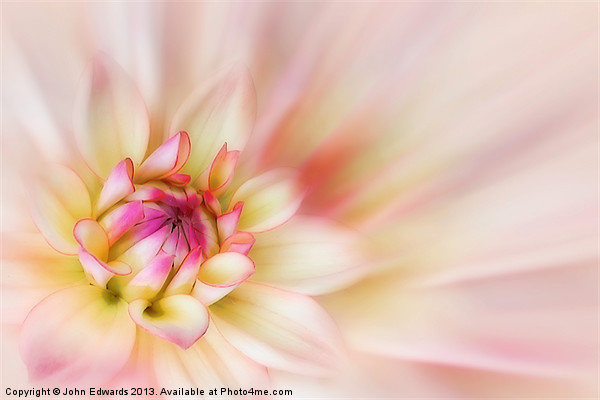 Pink Dahlia Blossom Picture Board by John Edwards