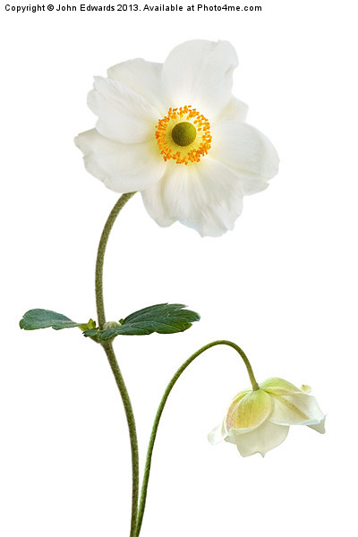 Anemone hupehensis (Japanese Windflower) Picture Board by John Edwards