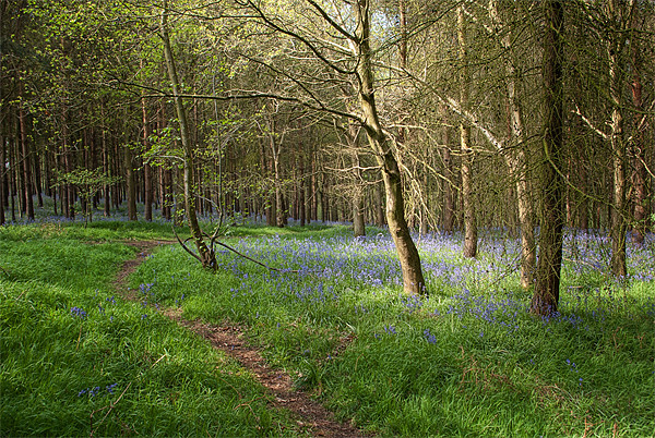Monks Path, Monks Park Wood, Warwickshire Picture Board by John Edwards