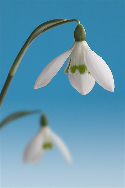 Duo of Snowdrops Picture Board by John Edwards