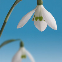 Buy canvas prints of Duo of Snowdrops by John Edwards