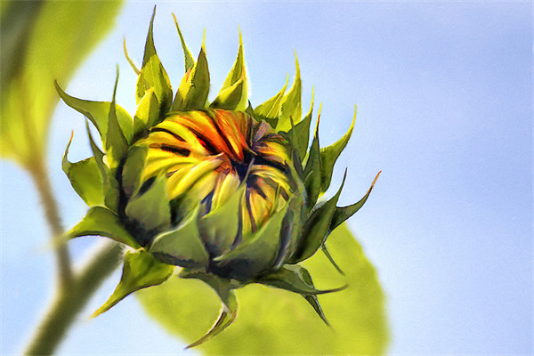 Sunflower bud Picture Board by John Edwards
